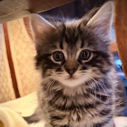 Enlarge Fern, a Adoptable Domestic Medium Hair in Ottawa, ON image 4/6
