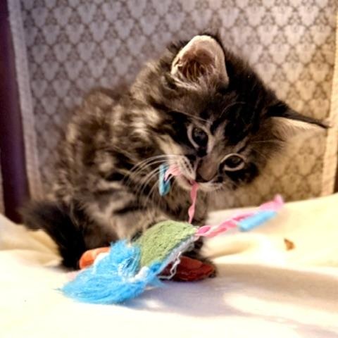 Enlarge Fern, a Adoptable Domestic Medium Hair in Ottawa, ON image 6/6