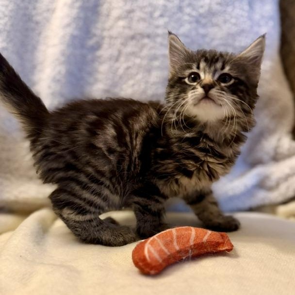 Enlarge Fern, a Adoptable Domestic Medium Hair in Ottawa, ON image 2/6