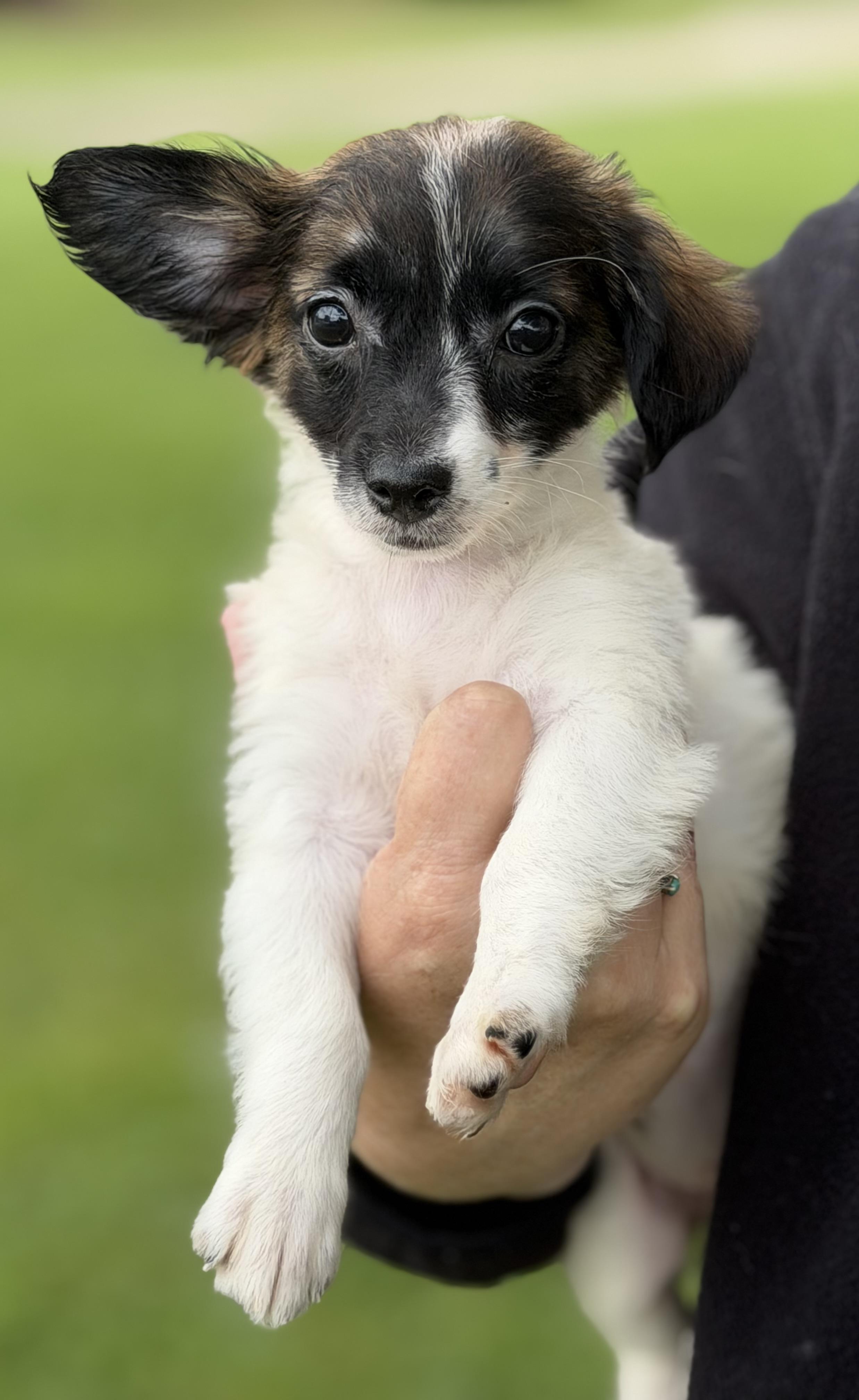 Miley, an adopted mixed breed in Yuba City, CA image 2/3