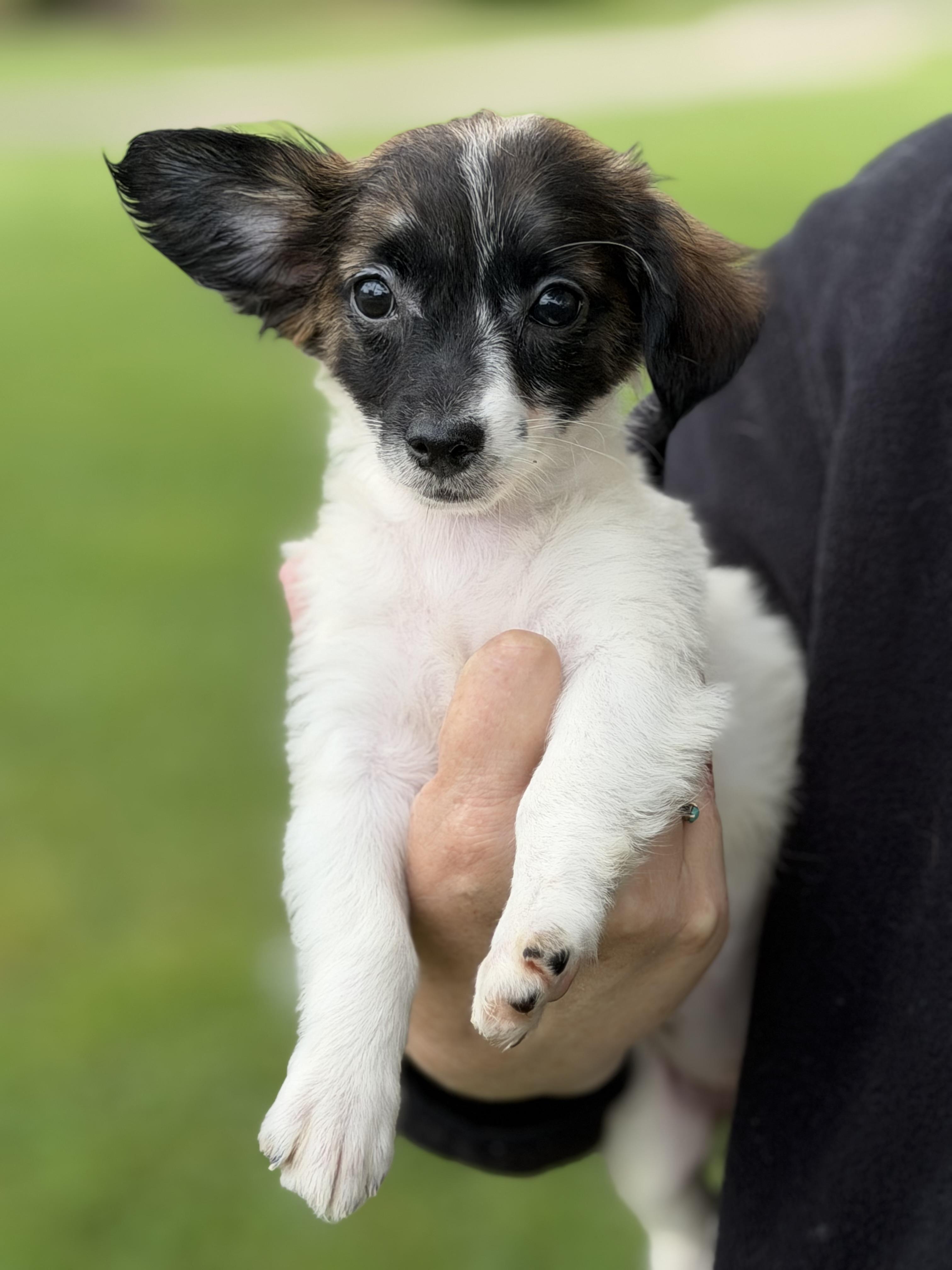 Miley, adopted, Puppy Female Dachshund & Shih poo.