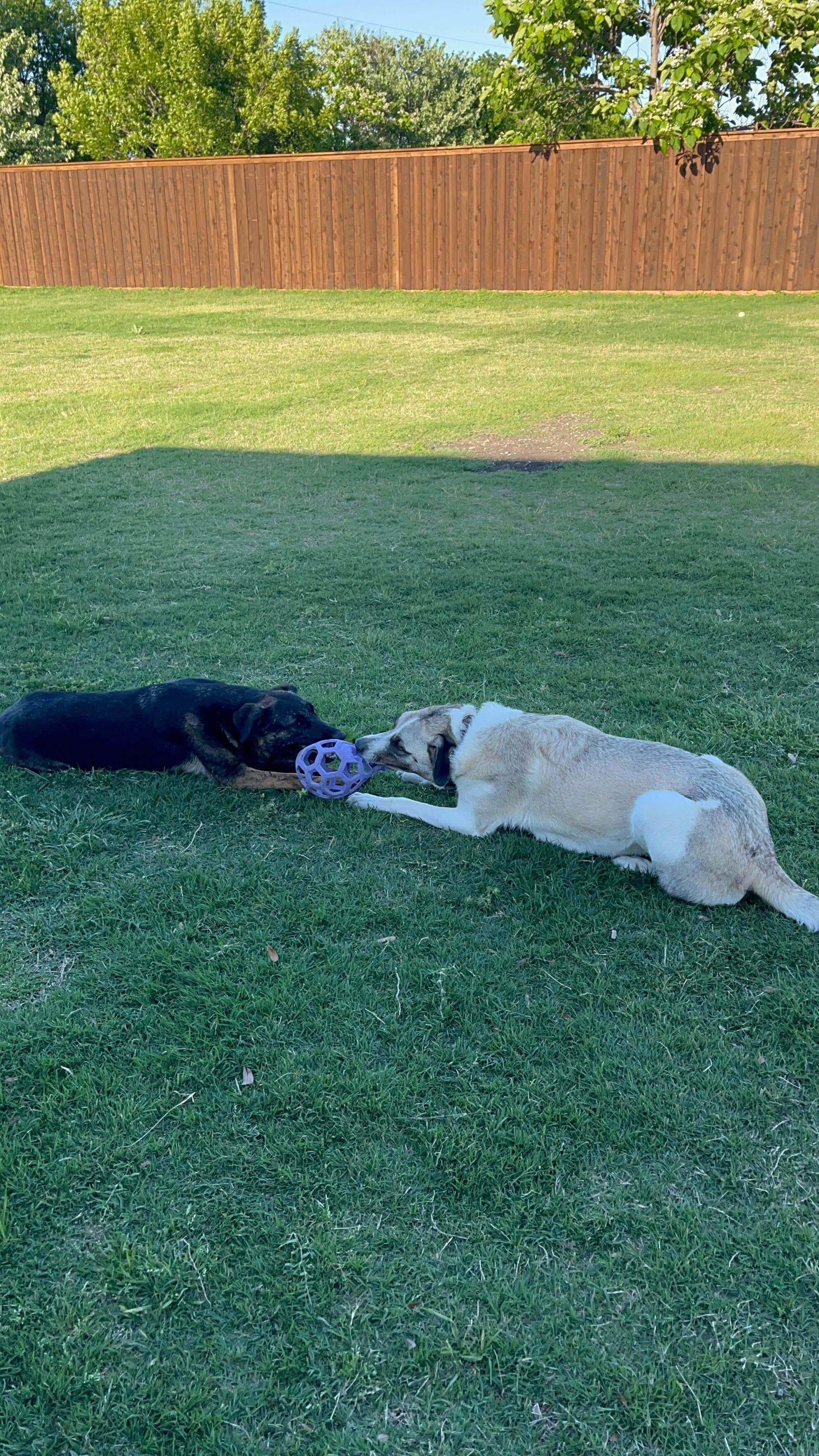 Enlarge Maggie (aka "Mantis"), a Adoptable mixed breed in FRISCO, TX image 2/6