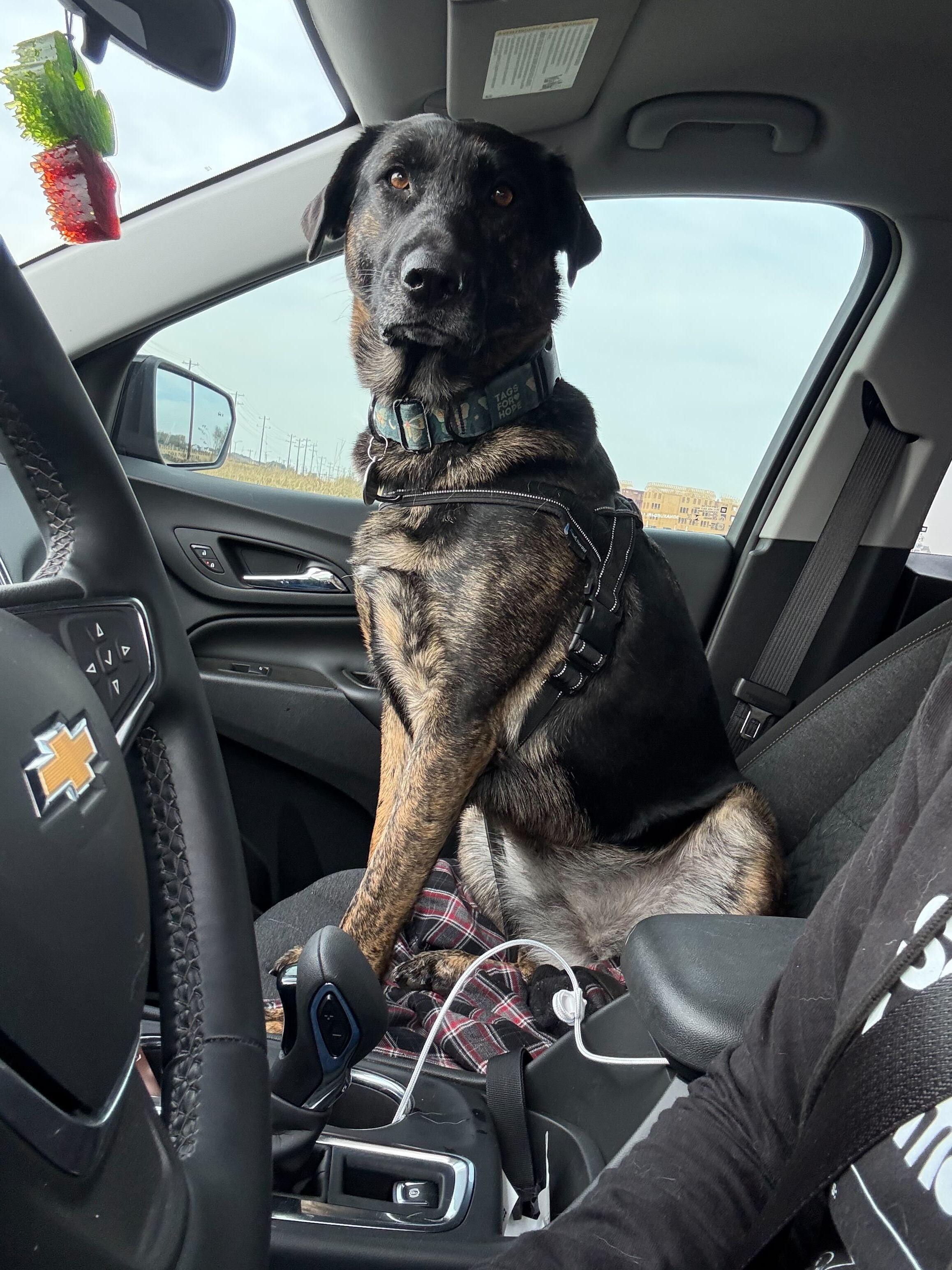 Enlarge Maggie (aka "Mantis"), a Adoptable mixed breed in FRISCO, TX image 6/6