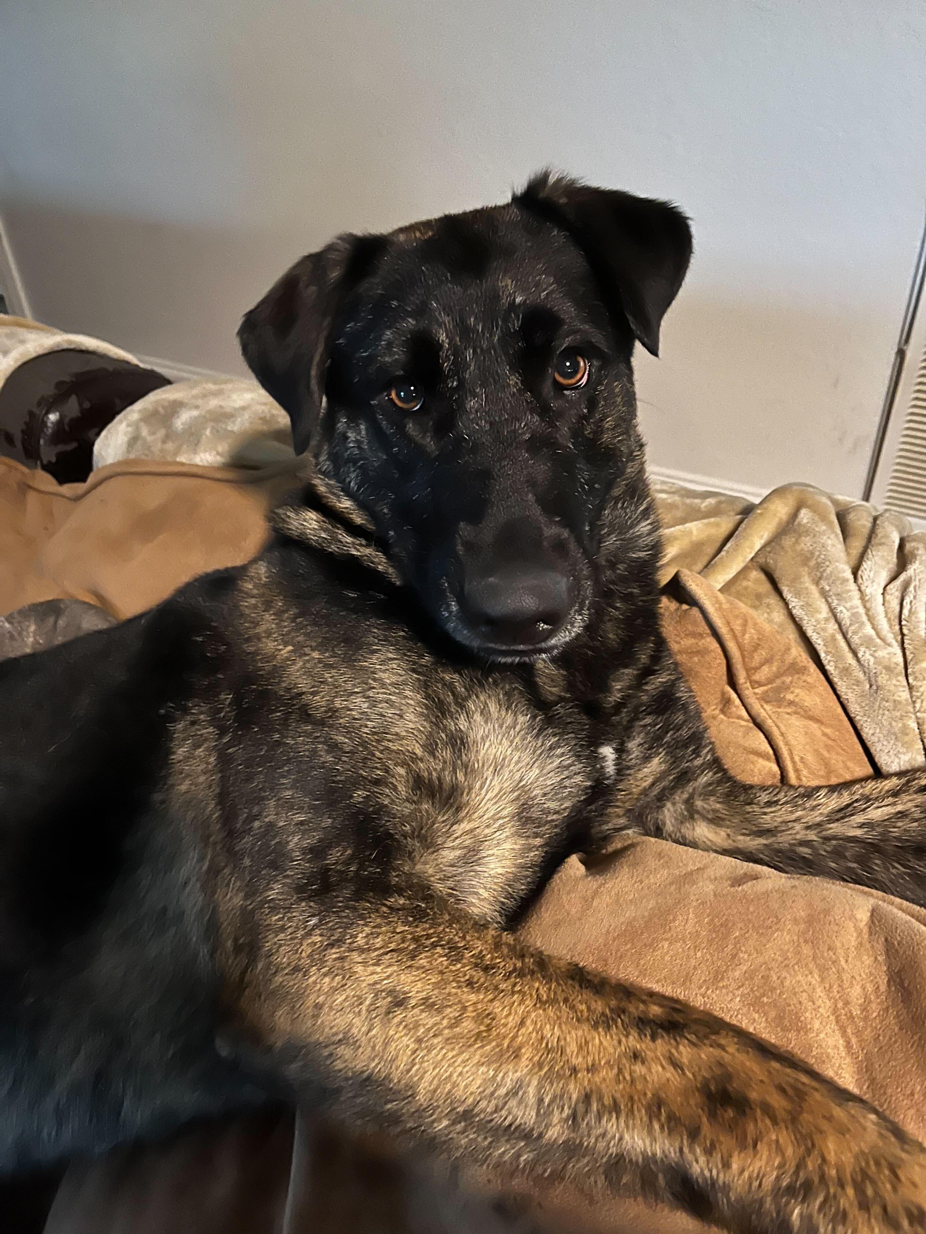 Enlarge Maggie (aka "Mantis"), a Adoptable mixed breed in FRISCO, TX image 1/6