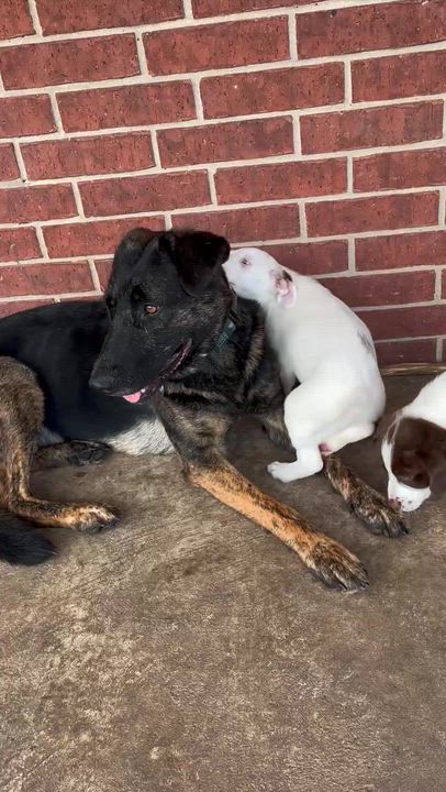 Enlarge Maggie (aka "Mantis"), a Adoptable mixed breed in FRISCO, TX video 4/6