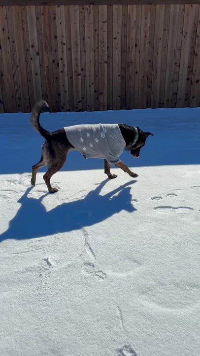 Enlarge Maggie (aka "Mantis"), a Adoptable mixed breed in FRISCO, TX video 3/6