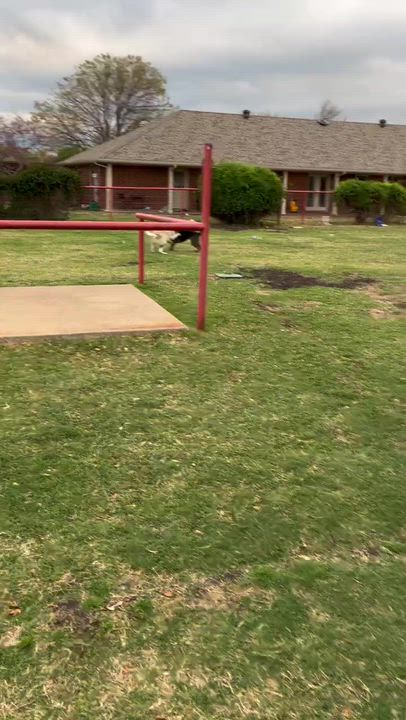 Enlarge Maggie (aka "Mantis"), a Adoptable mixed breed in FRISCO, TX video 5/6