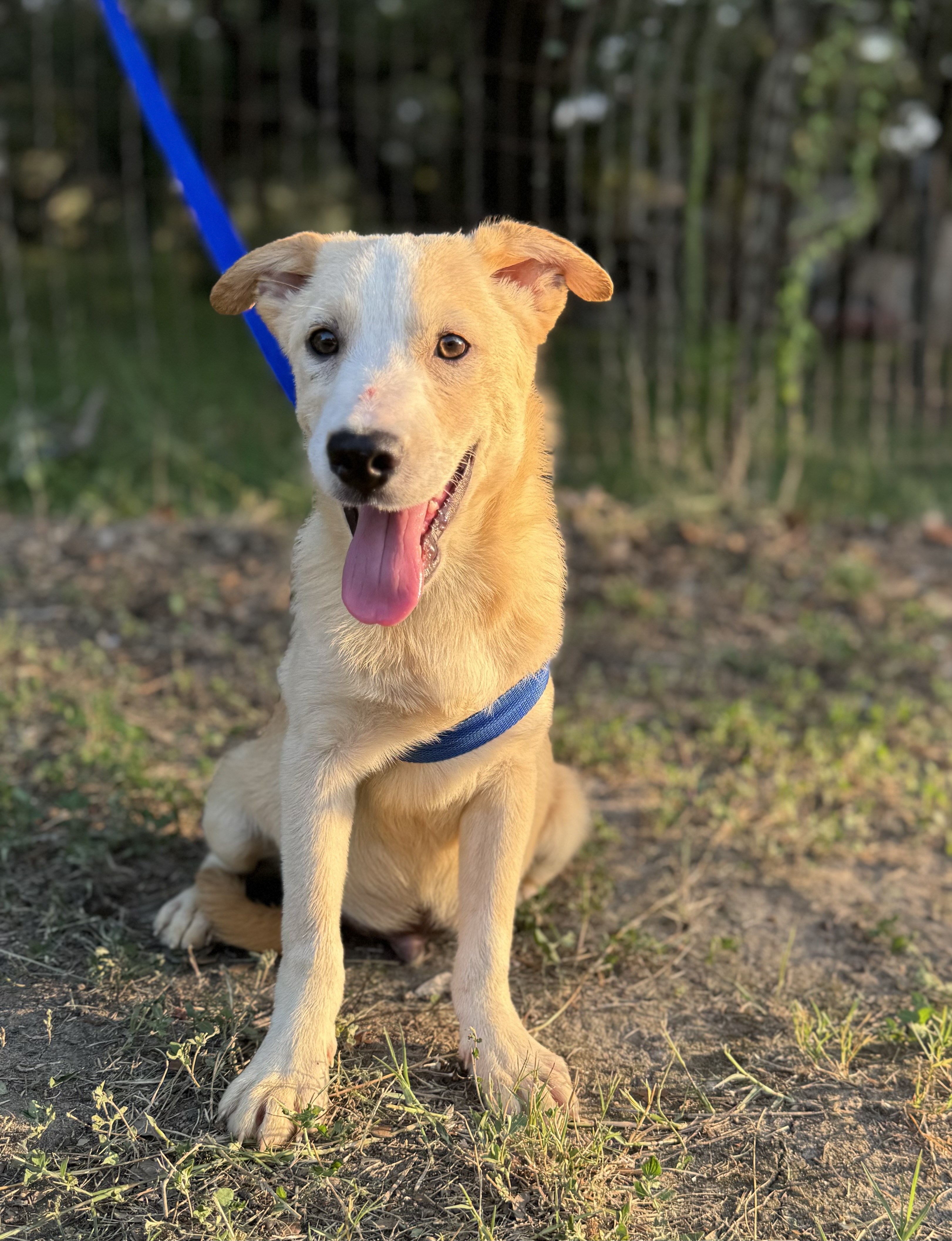 Enlarge Oswald, a Adoptable mixed breed in Leming, TX image 2/6