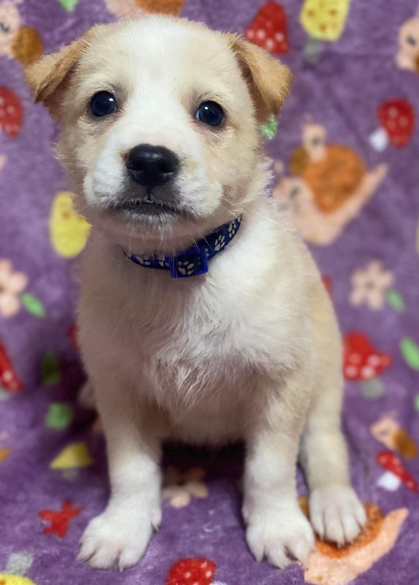 Enlarge Oswald, a Adoptable mixed breed in Leming, TX image 6/6