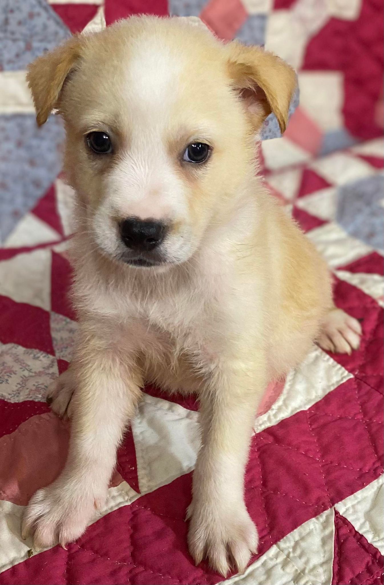 Enlarge Oswald, a Adoptable mixed breed in Leming, TX image 5/6