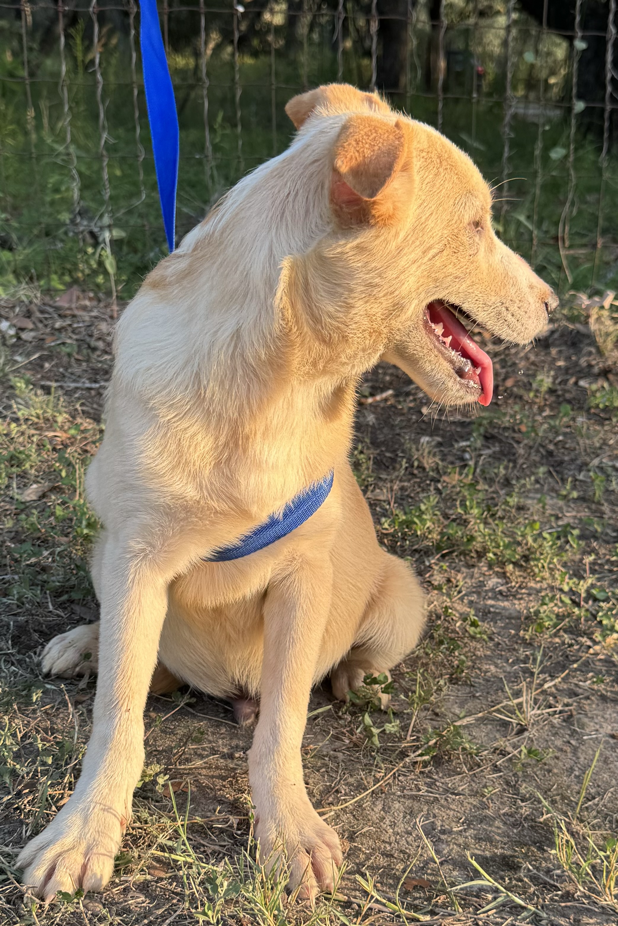 Enlarge Oswald, a Adoptable mixed breed in Leming, TX image 4/6