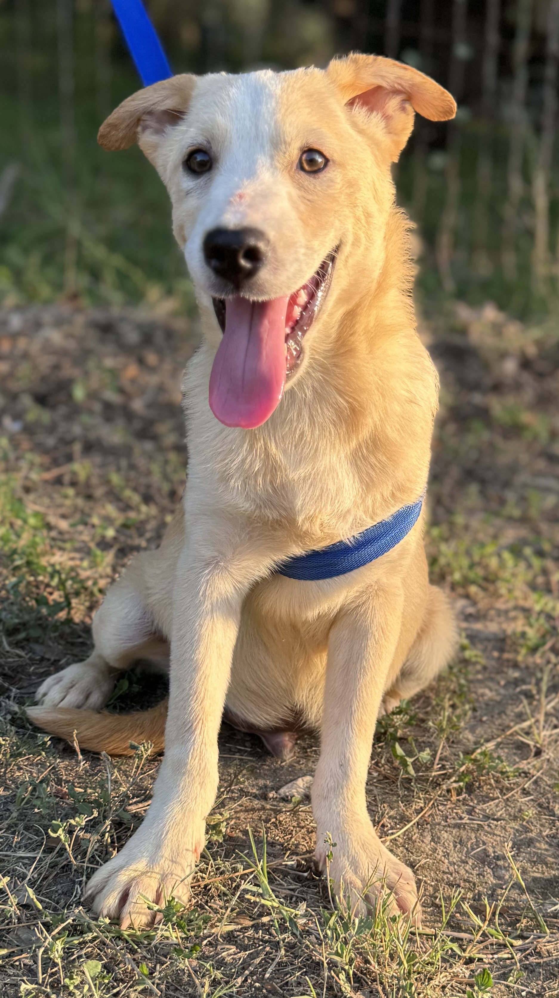 Enlarge Oswald, a Adoptable mixed breed in Leming, TX image 3/6