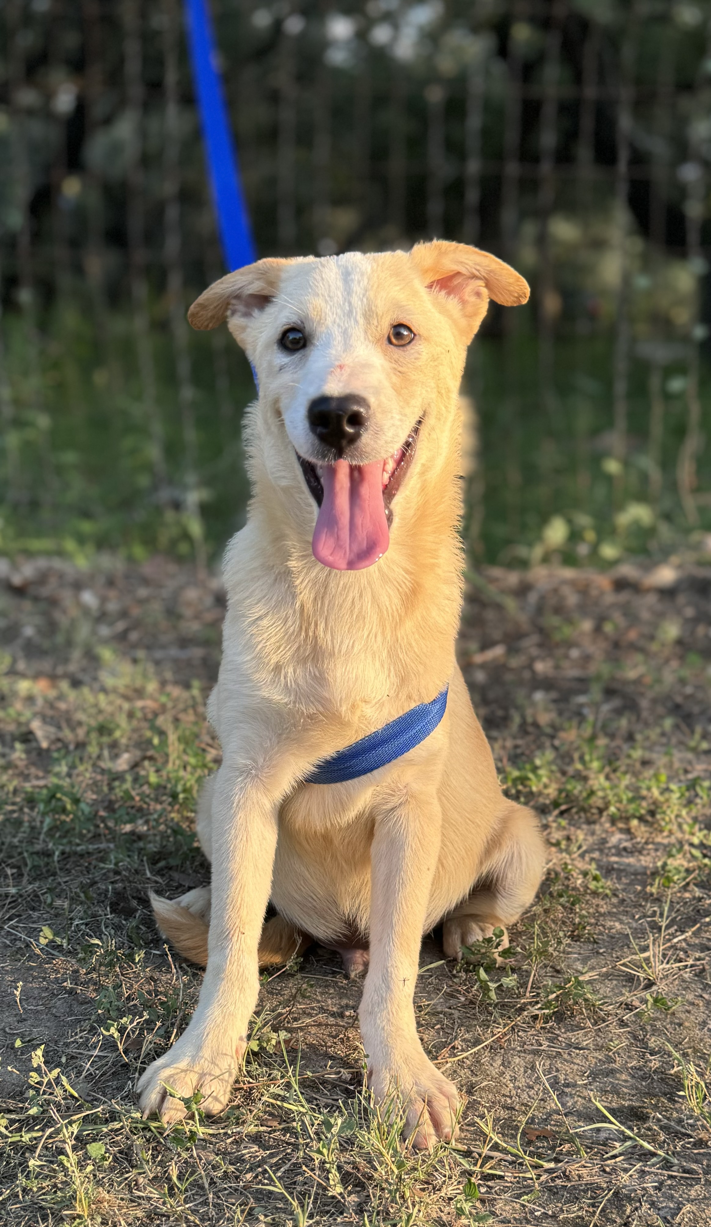 Oswald, Adoptable, Puppy Male Labrador Retriever & German Shepherd Dog.