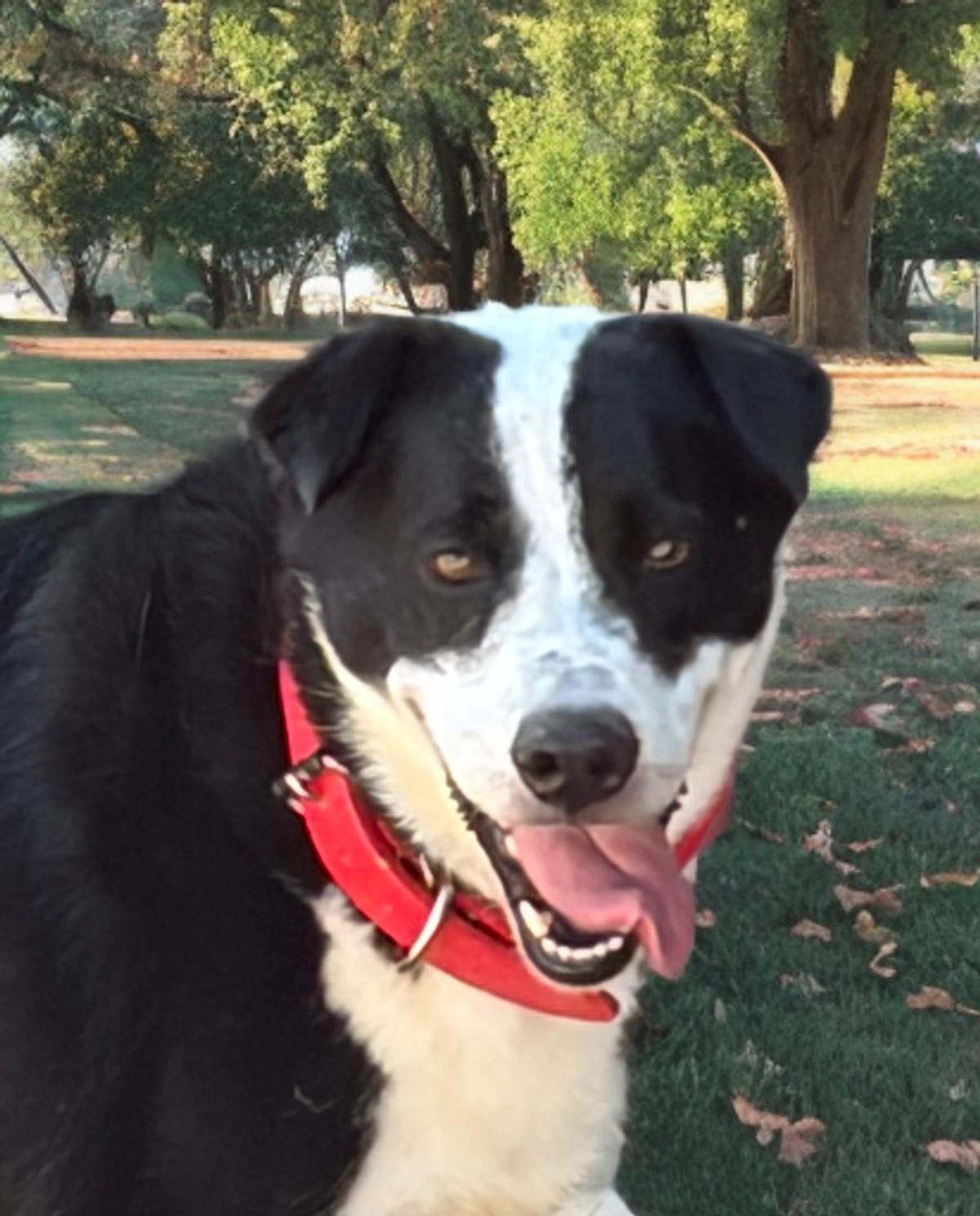 Rubble*/panda, Adoptable, Adult Male Labrador Retriever.