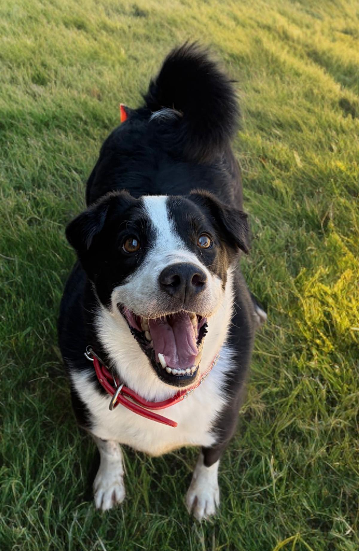 Enlarge Rubble*/panda, a Adoptable Labrador Retriever in Kingman, AZ image 2/3