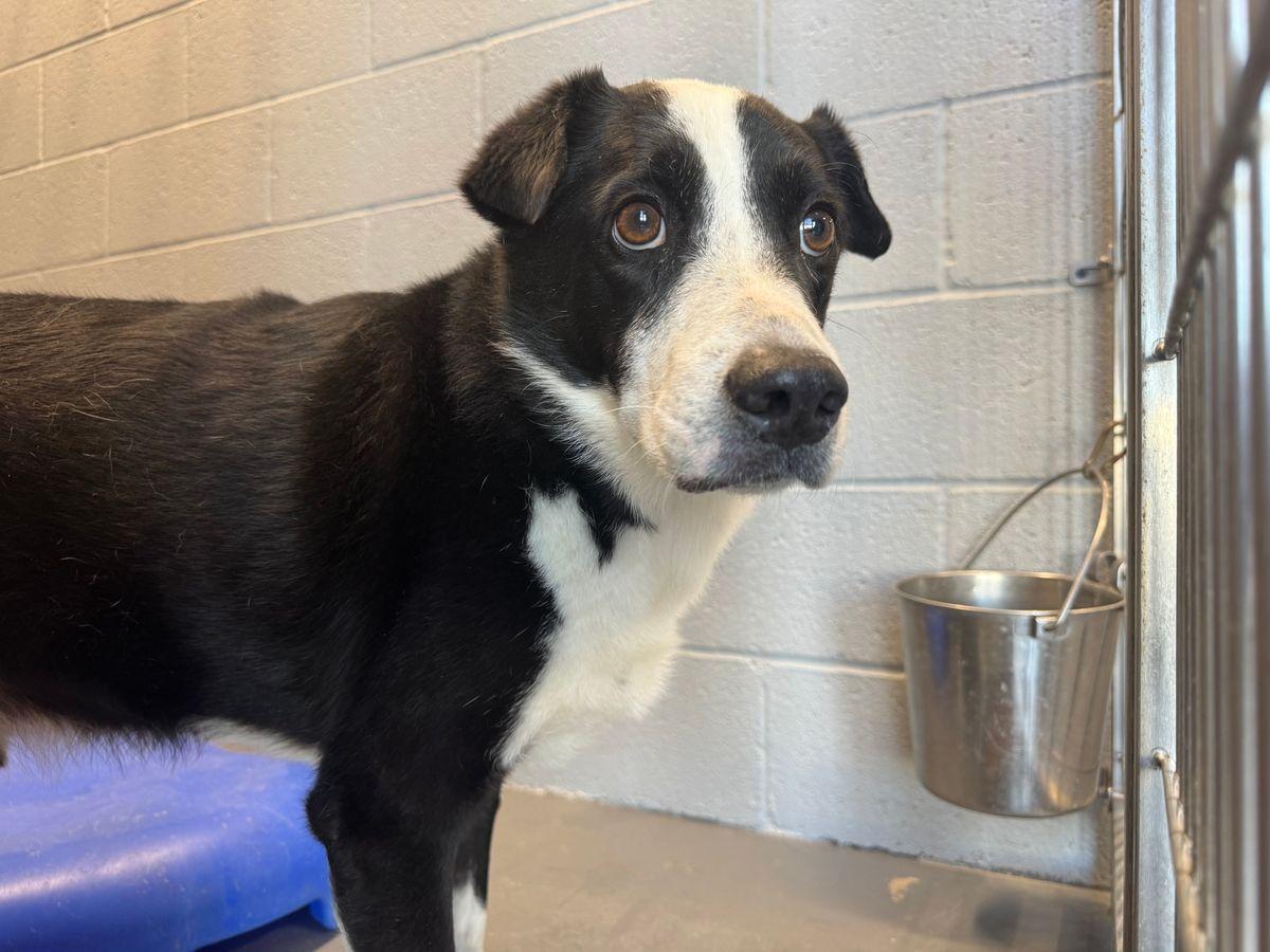 Rubble*/panda, Adoptable, Adult Male Labrador Retriever.