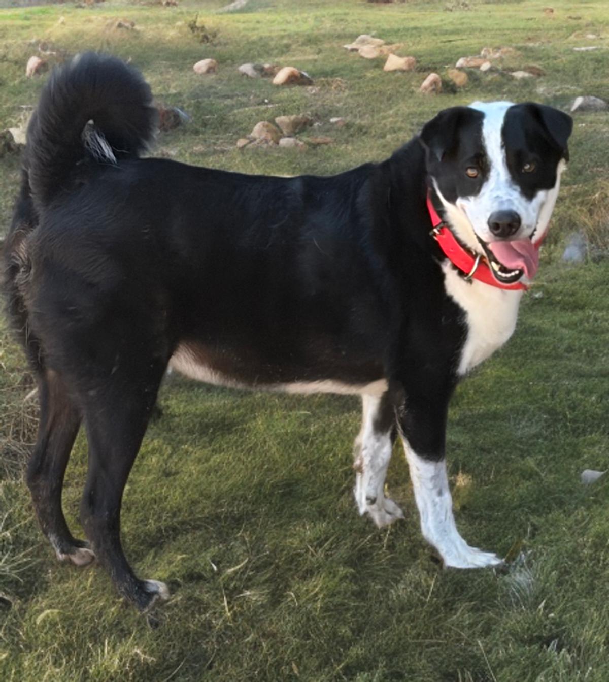 Enlarge Rubble*/panda, a Adoptable Labrador Retriever in Kingman, AZ image 3/3