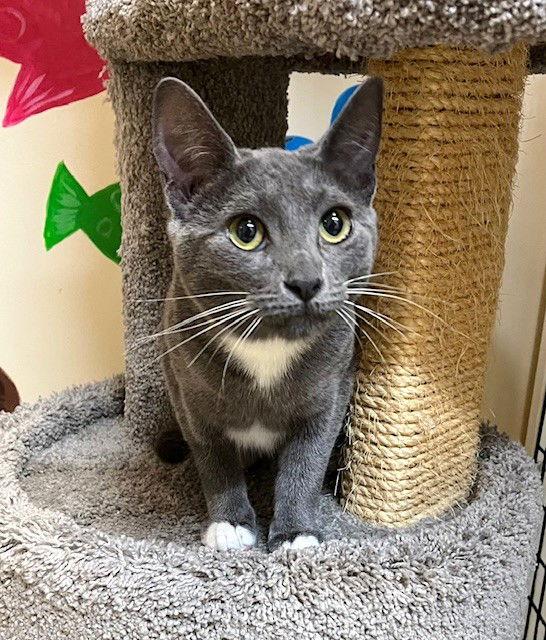 Enlarge Kitten Appletini, a Adopted Domestic Short Hair in Seal Beach, CA image 1/3