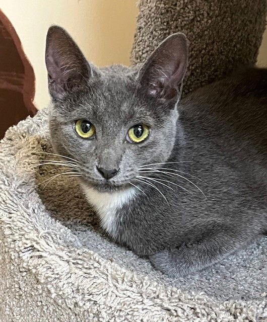 Enlarge Kitten Appletini, a Adopted Domestic Short Hair in Seal Beach, CA image 2/3