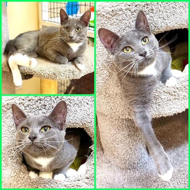 Enlarge Kitten Appletini, a Adopted Domestic Short Hair in Seal Beach, CA image 3/3