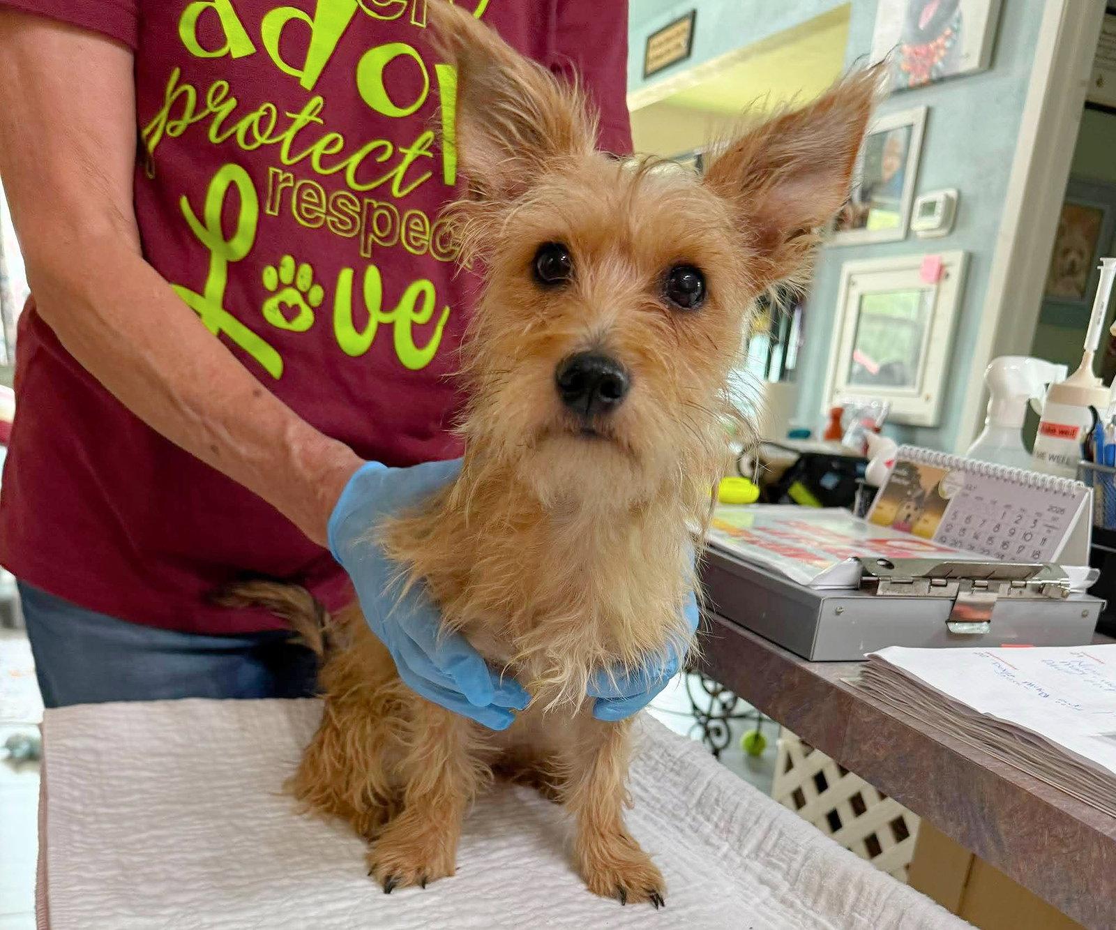 Scully (NOT YET AVAILABLE), Adoptable, Young Female Cairn Terrier & Yorkshire Terrier.