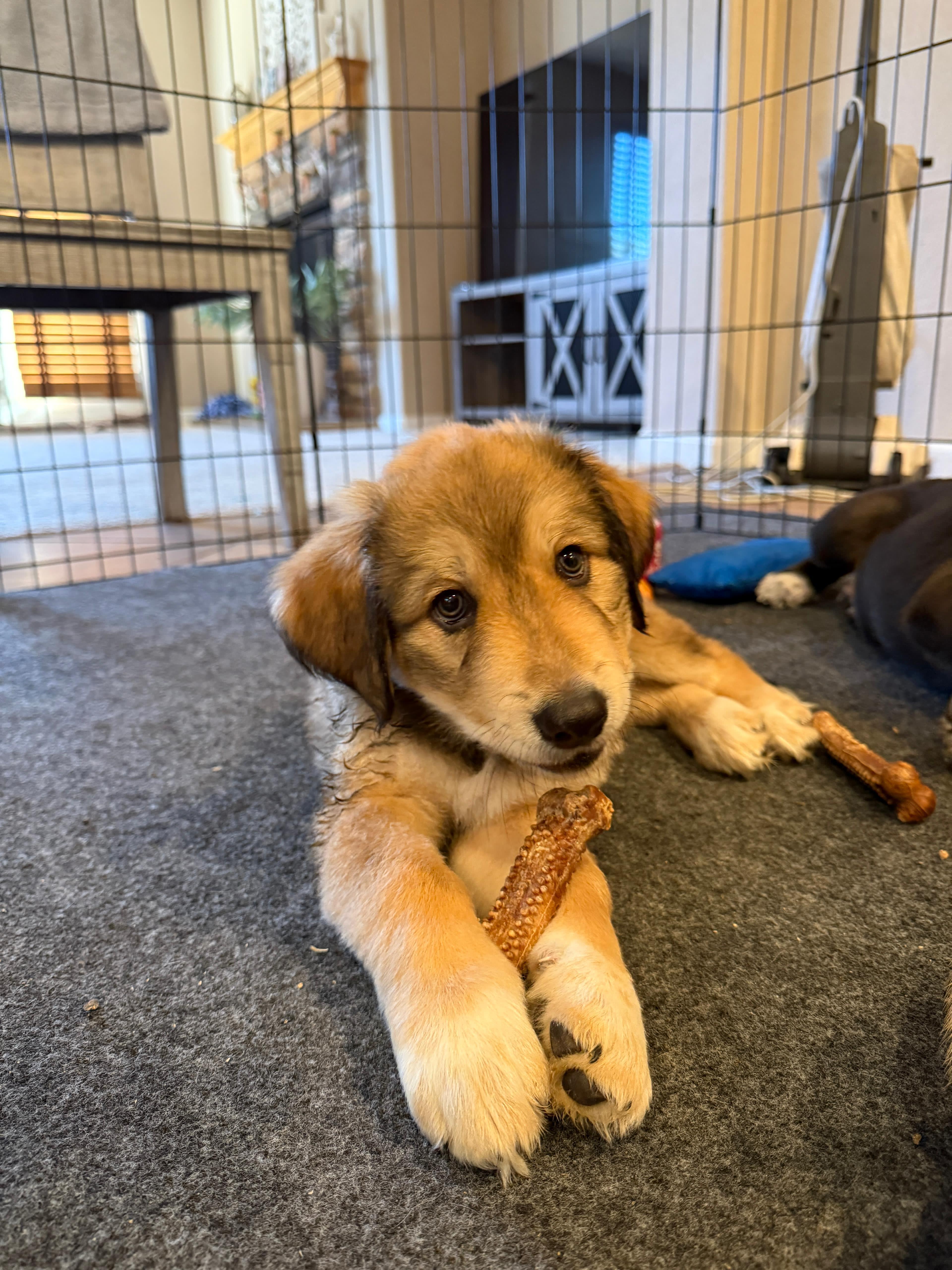 Victoria, Adopted, Young Female German Shepherd Dog & Great Pyrenees.