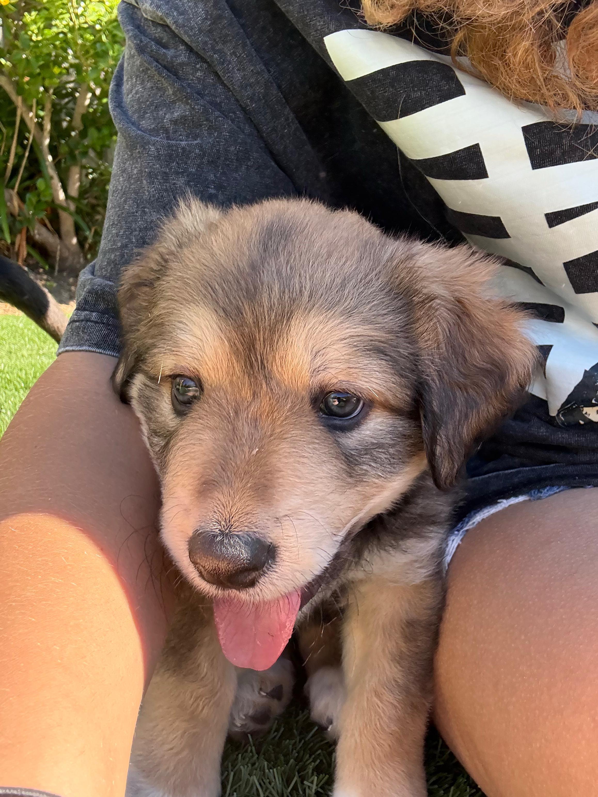 Victoria, a Adopted mixed breed in Discovery Bay, CA image 2/2