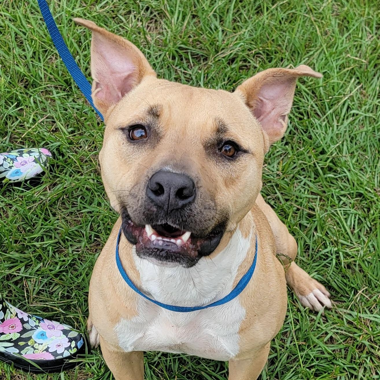 Duke, Adult Male Pit Bull Terrier