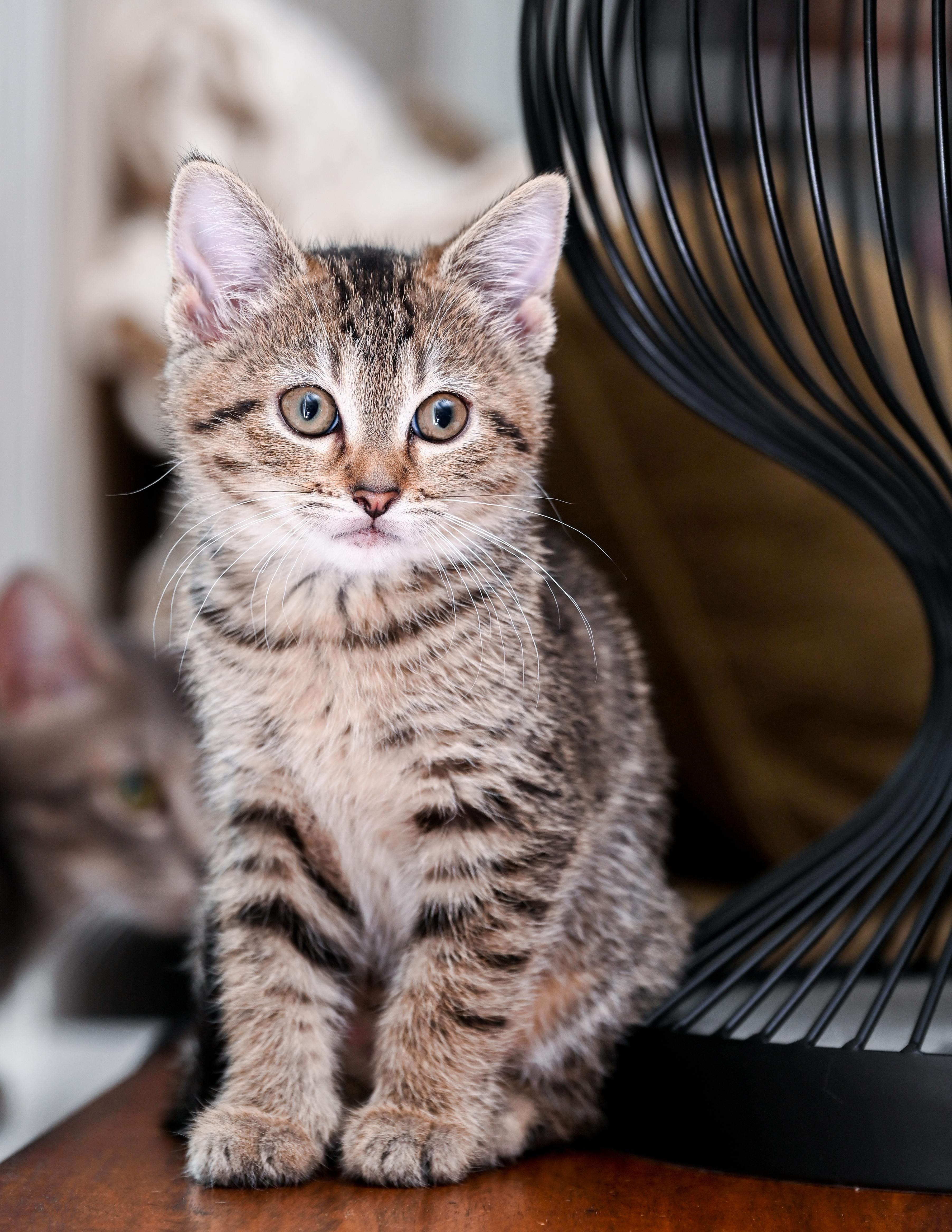Starfish, a Adoptable mixed breed in Chattanooga, TN image 3/4