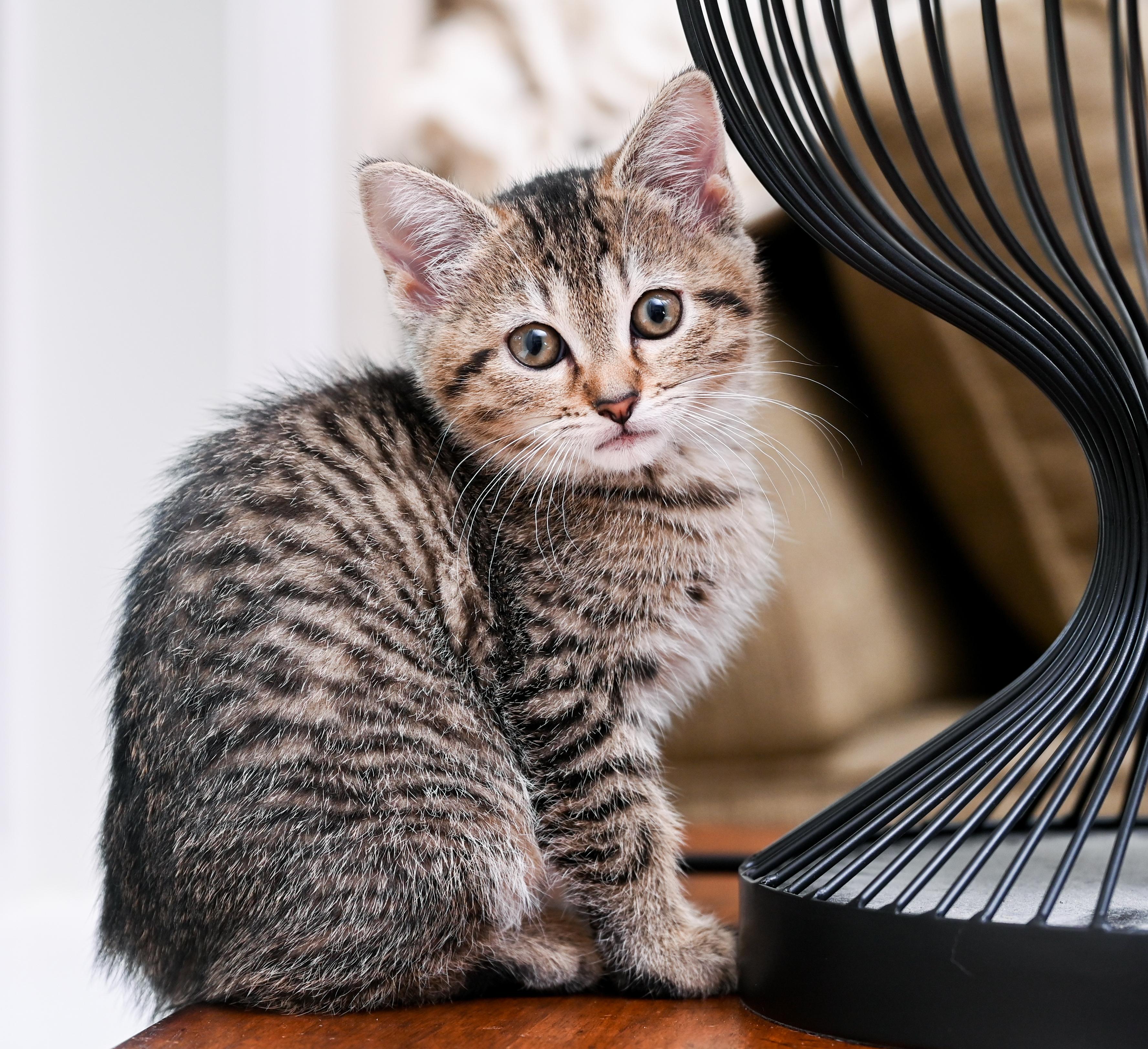 Starfish, a Adoptable mixed breed in Chattanooga, TN image 1/4