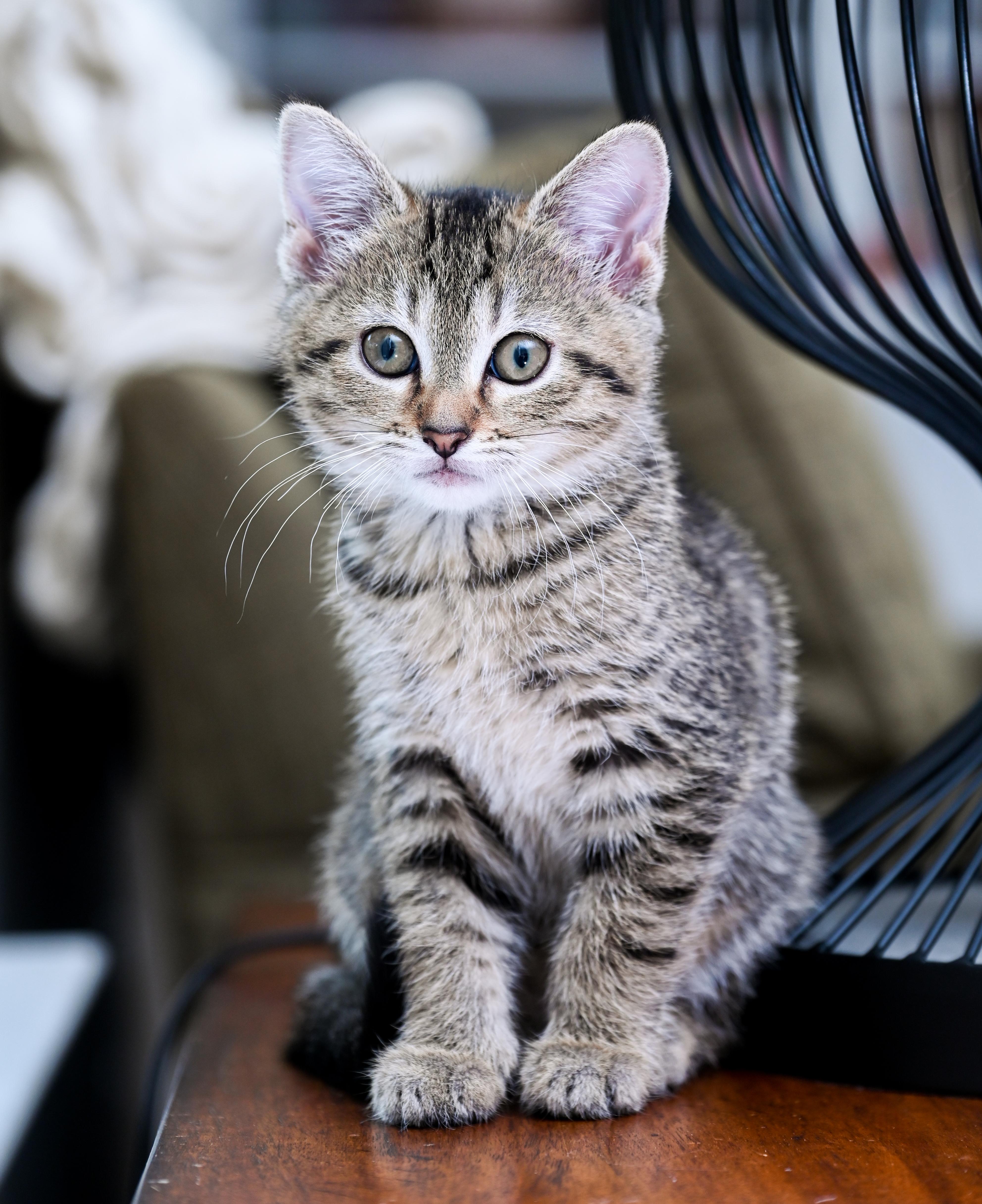 Starfish, a Adoptable mixed breed in Chattanooga, TN image 2/4