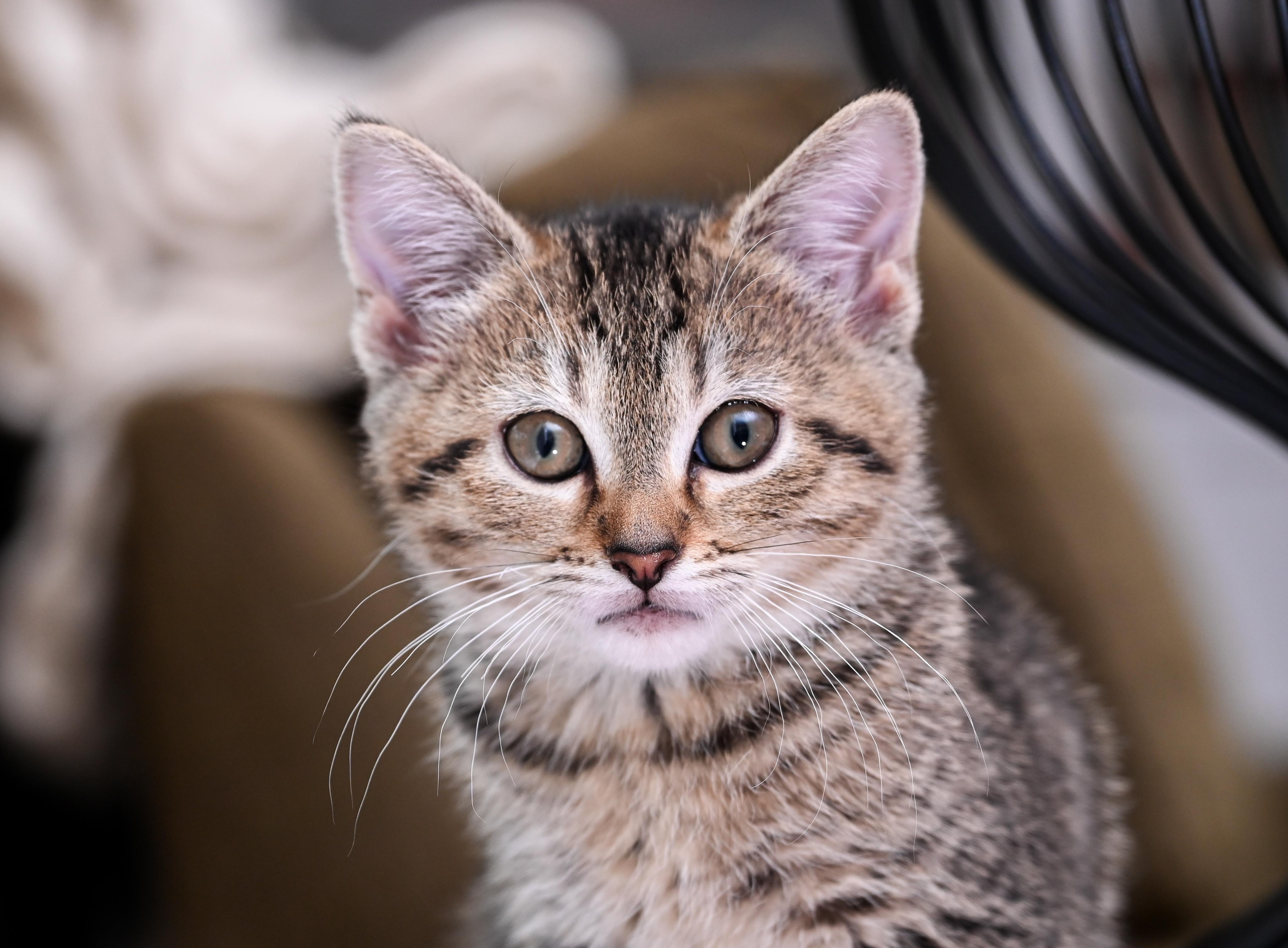 Starfish, a Adoptable mixed breed in Chattanooga, TN image 4/4