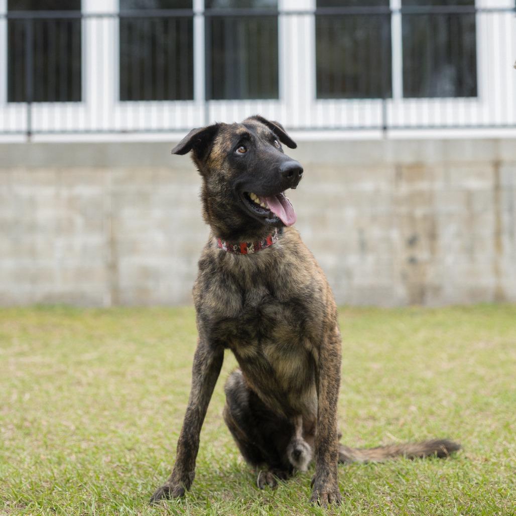Authority, Adoptable, Adult Male Mixed Breed.