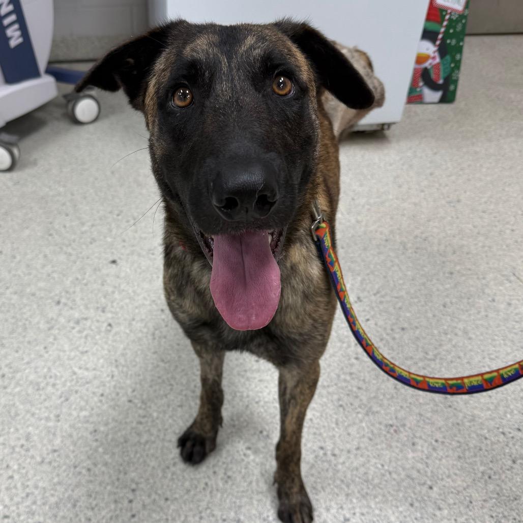 Enlarge Authority, a Adoptable Mixed Breed in Jacksonville, FL image 3/6