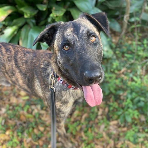 Enlarge Authority, a Adoptable Mixed Breed in Jacksonville, FL image 4/6