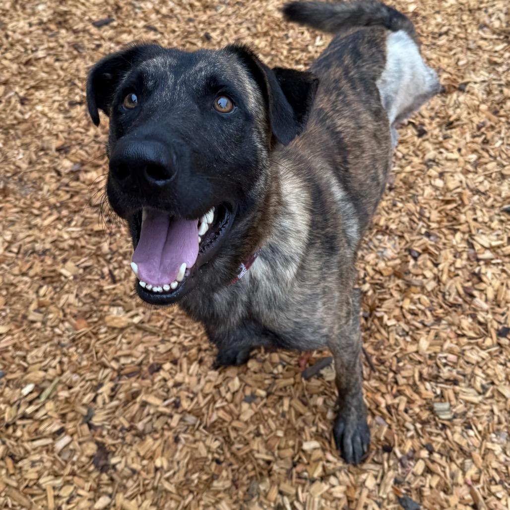 Enlarge Authority, a Adoptable Mixed Breed in Jacksonville, FL image 6/6