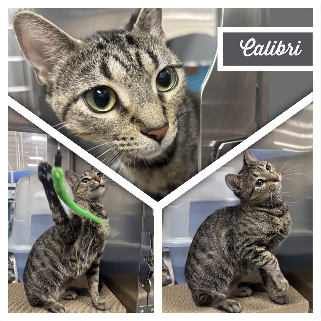 Calibri, Adoptable, Adult Female Domestic Short Hair.