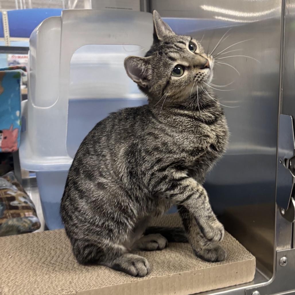 Enlarge Calibri, a Adoptable Domestic Short Hair in Downers Grove, IL image 1/1