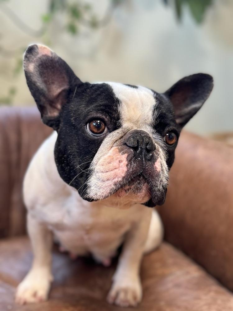 Zero, Adoptable, Adult Female French Bulldog.