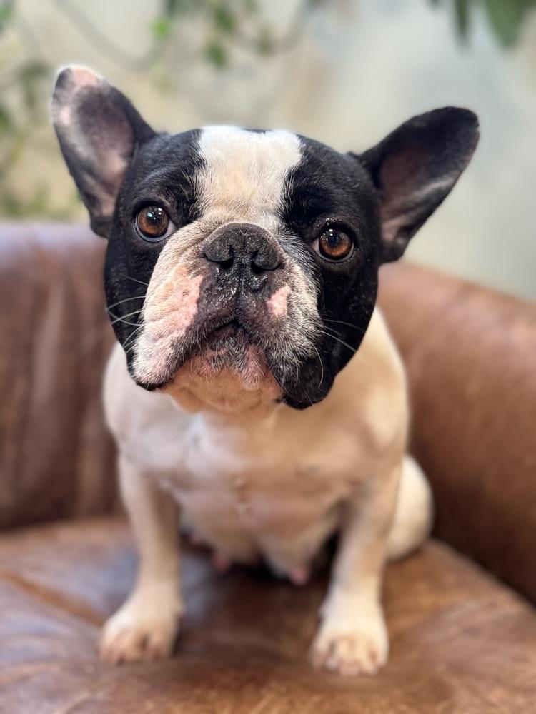 Enlarge Zero, a Adoptable French Bulldog in Tucson, AZ image 2/2