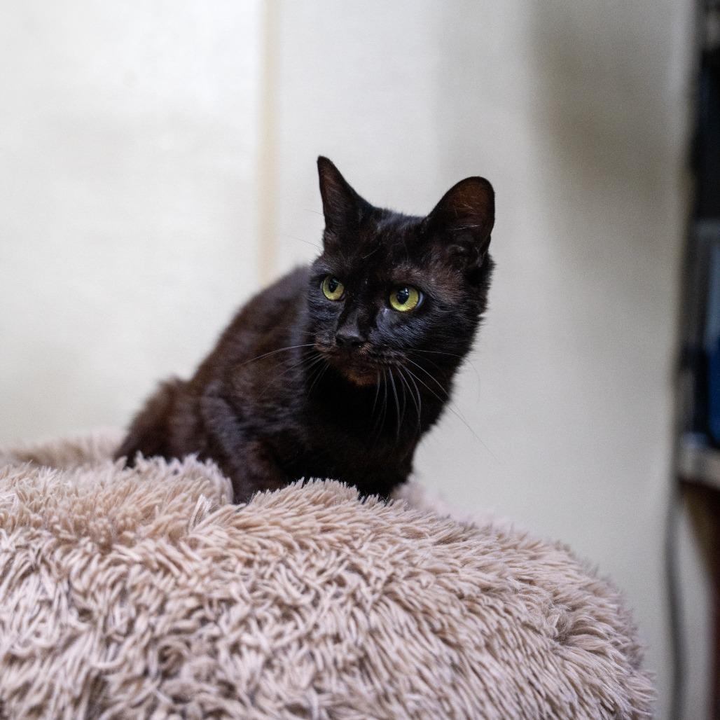 Holly, Adoptable, Adult Female Domestic Short Hair.