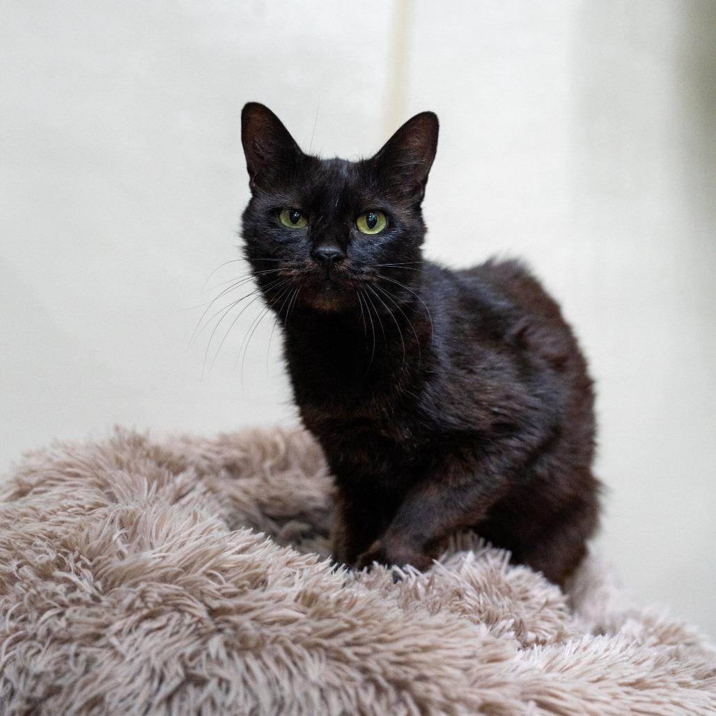 Enlarge Holly, a Adoptable Domestic Short Hair in Gainesville, GA image 2/2