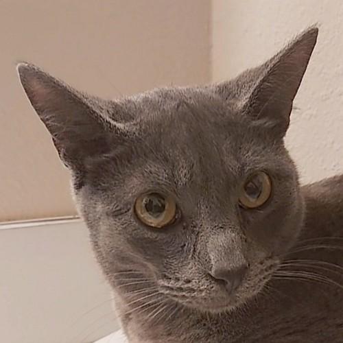 Enlarge GAGE, a Adoptable Domestic Short Hair in Sequim, WA image 1/4