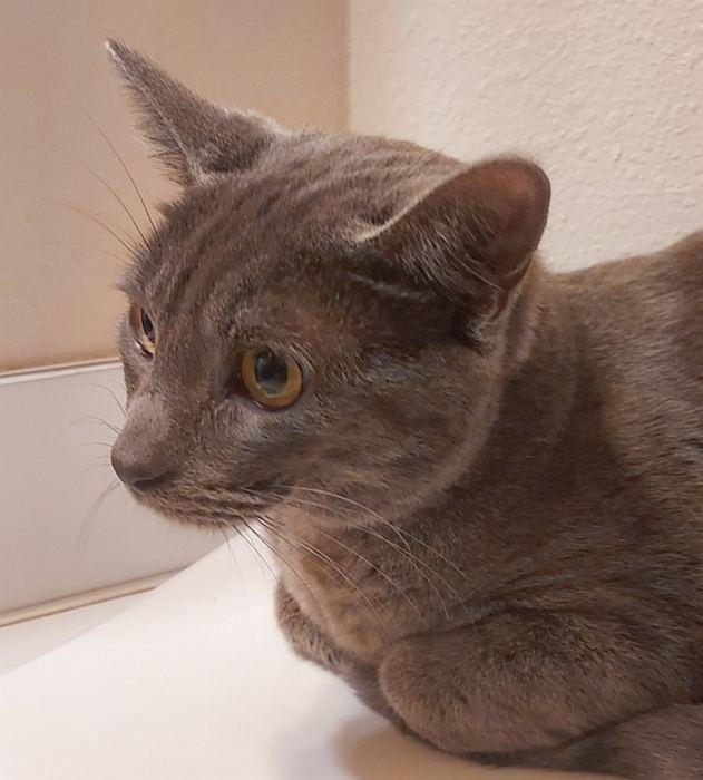 Enlarge GAGE, a Adoptable Domestic Short Hair in Sequim, WA image 4/4