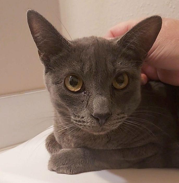 Enlarge GAGE, a Adoptable Domestic Short Hair in Sequim, WA image 2/4