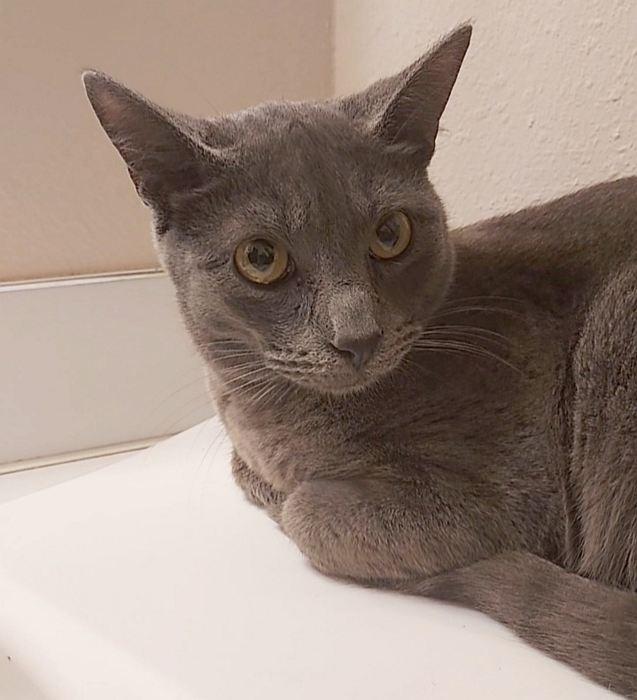 Enlarge GAGE, a Adoptable Domestic Short Hair in Sequim, WA image 3/4