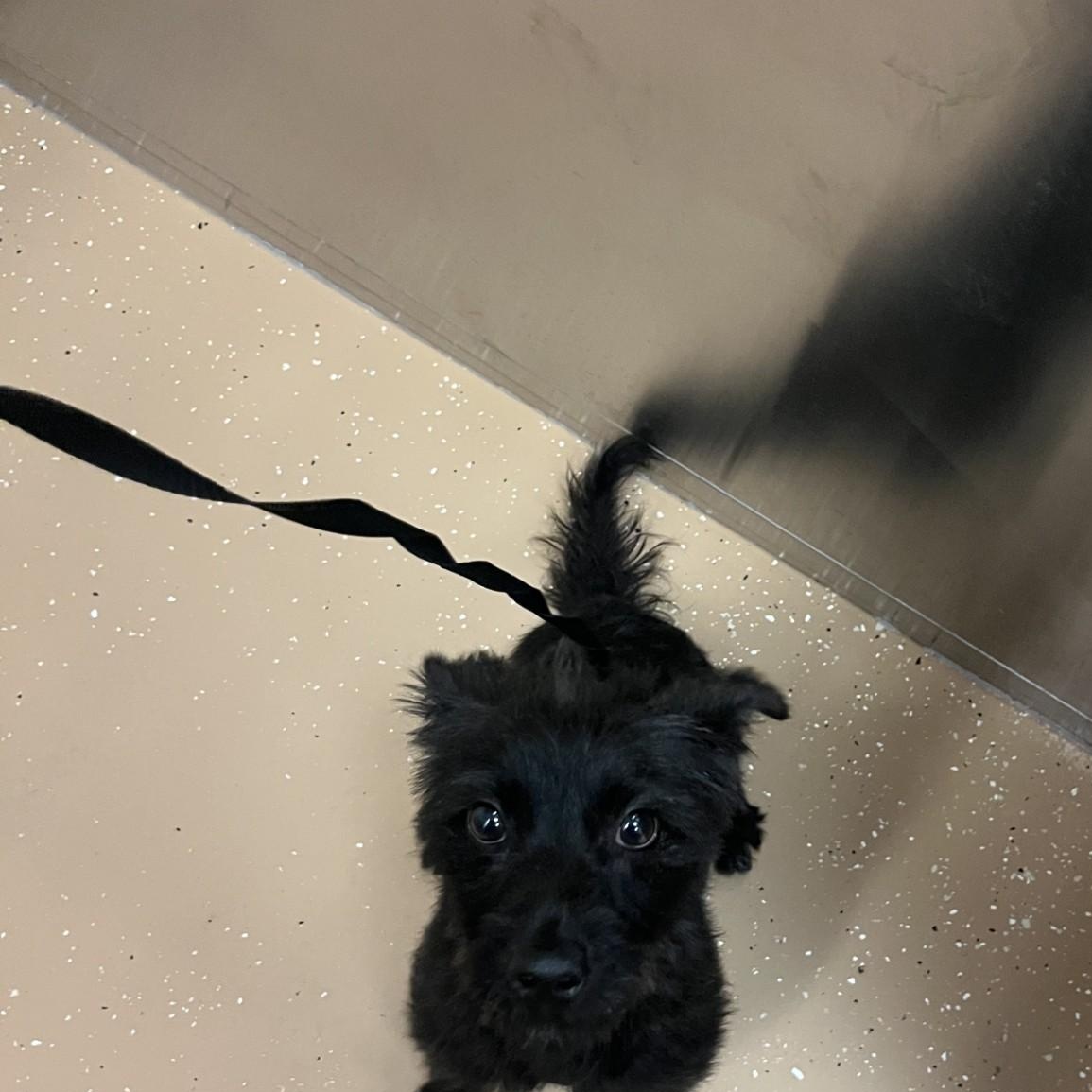 Leo, Adoptable, Adult Male Schnauzer & Terrier.