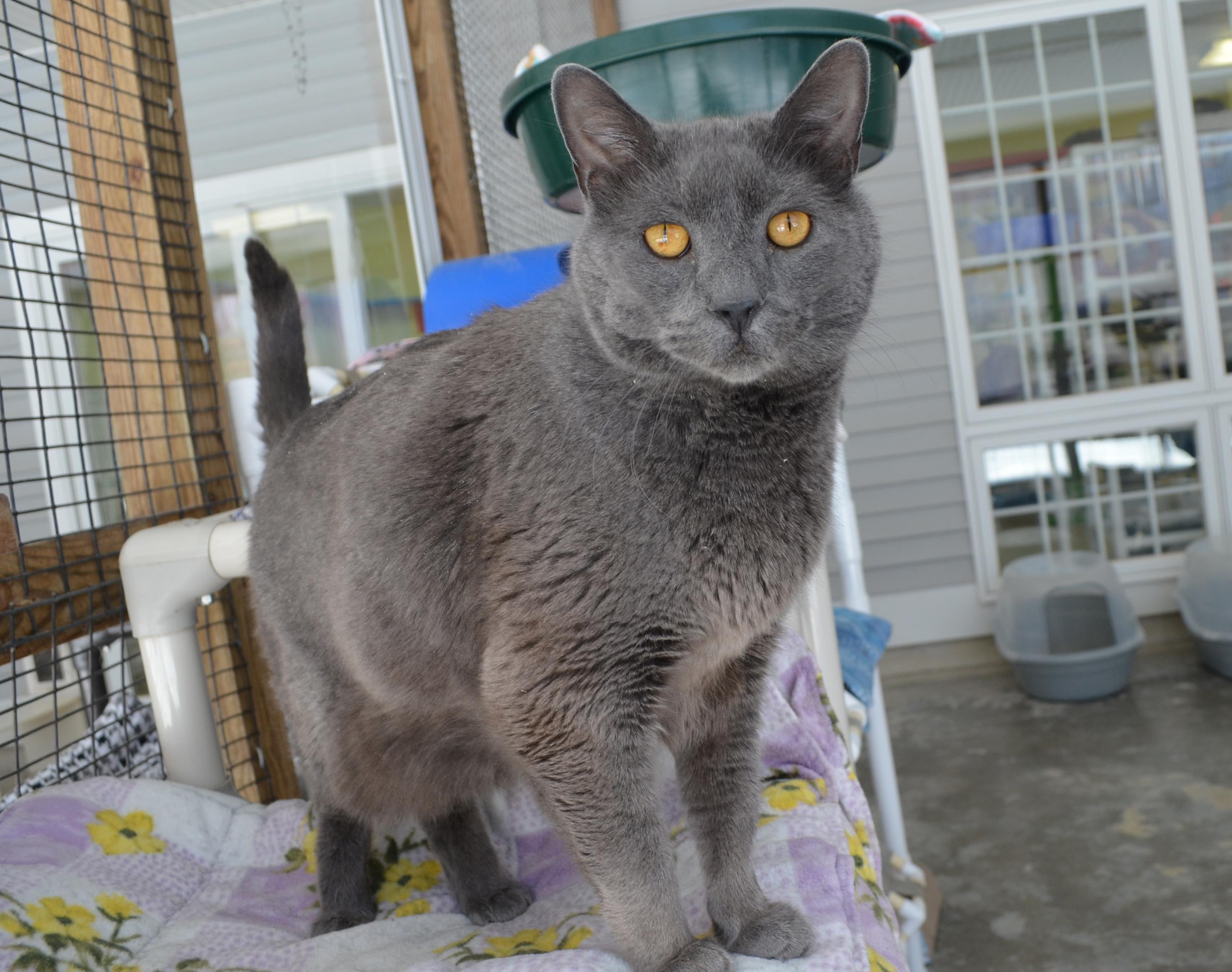 Hellion, an adopted Domestic Short Hair in Westbrook, CT image 4/4
