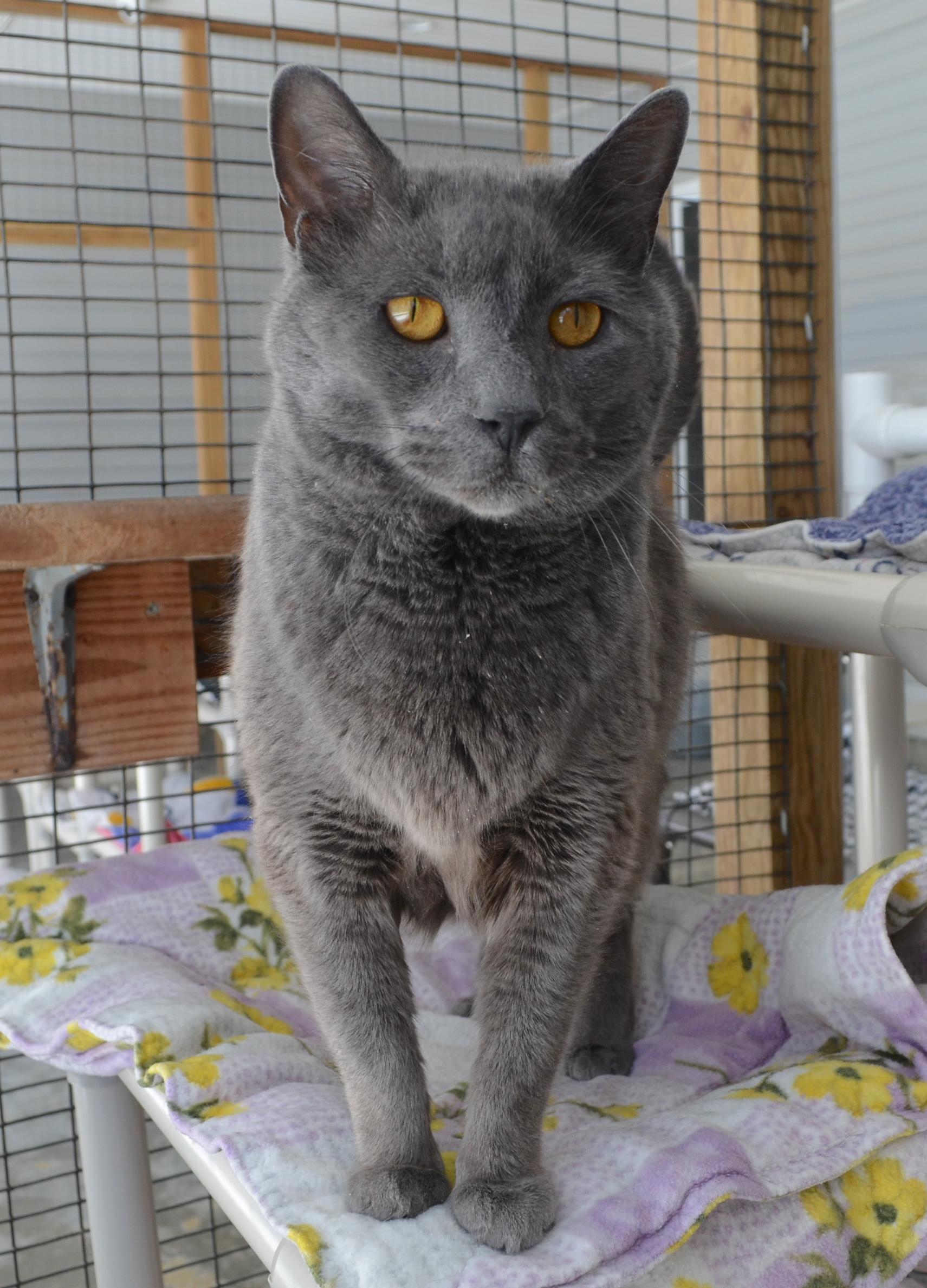 Hellion, an adopted Domestic Short Hair in Westbrook, CT image 3/4