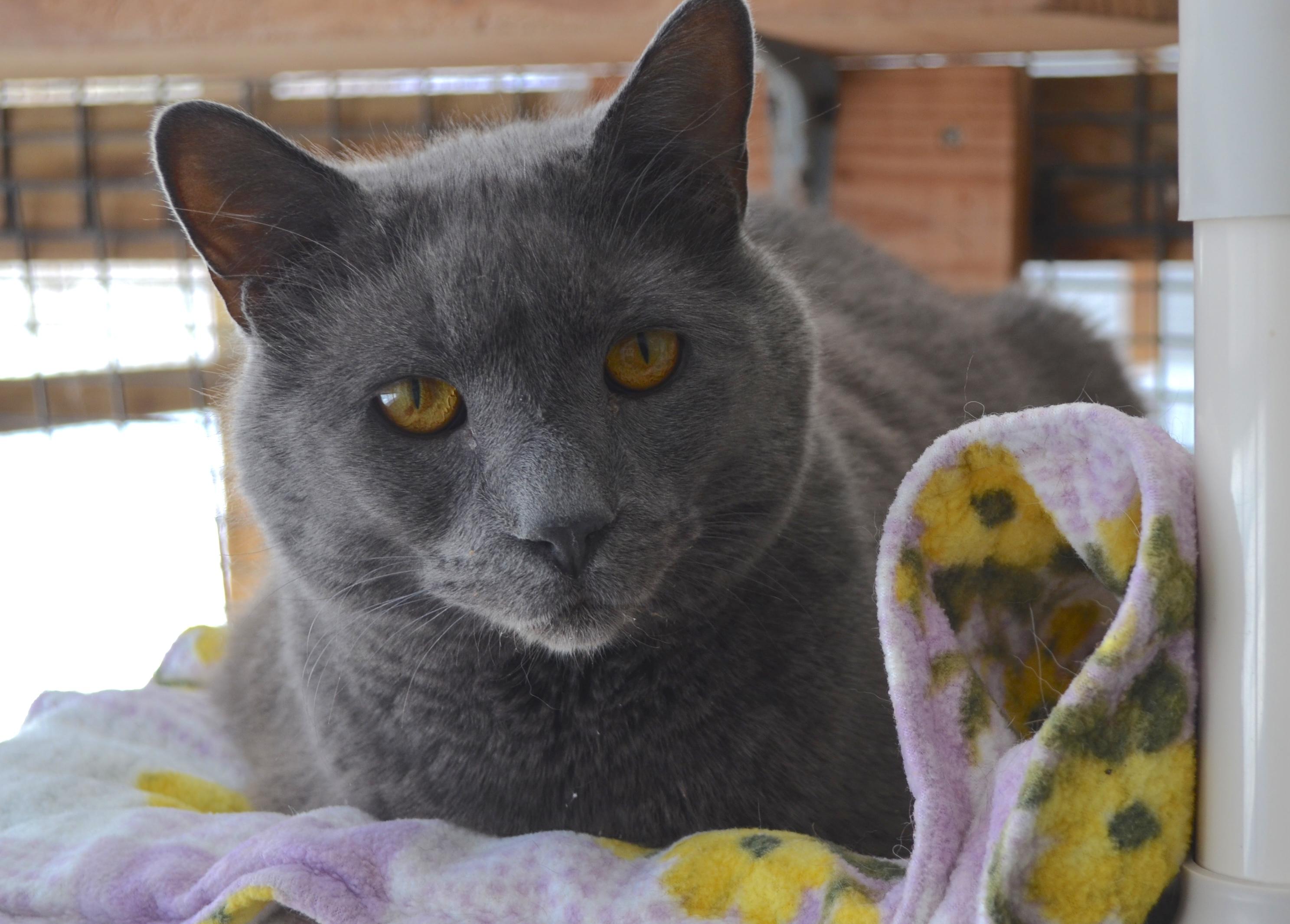 Hellion, an adopted Domestic Short Hair in Westbrook, CT image 2/4